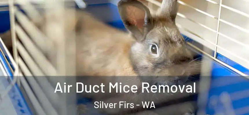  Air Duct Mice Removal Silver Firs - WA